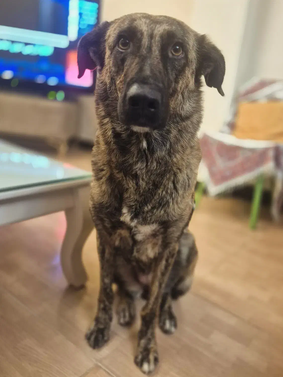 واگذاری سگ ماده بومی واکسن خورده شناسنامه دار|سگ|آمل, |دیوار