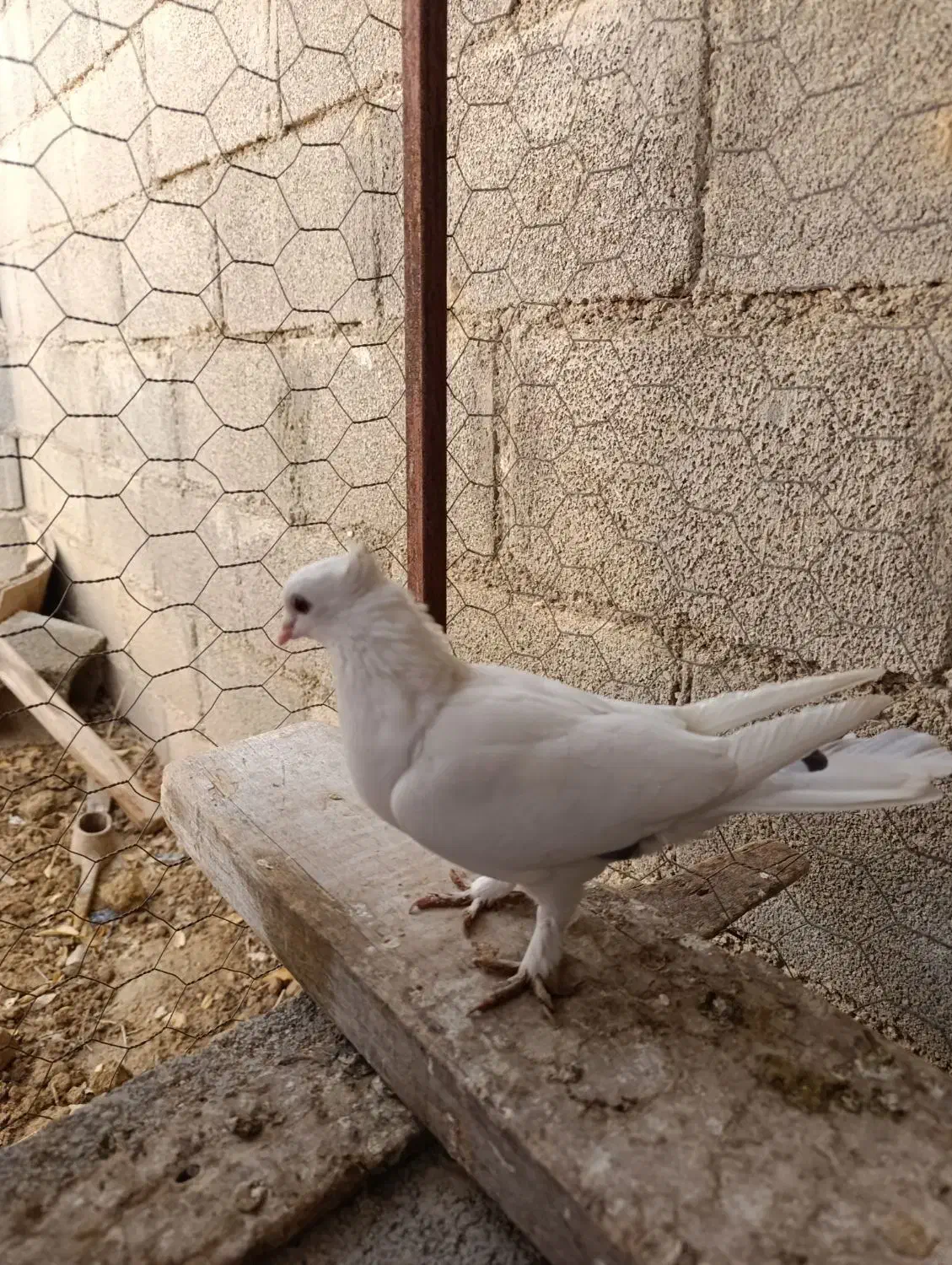 کبوتر عالی ماده|پرنده|جم, |دیوار