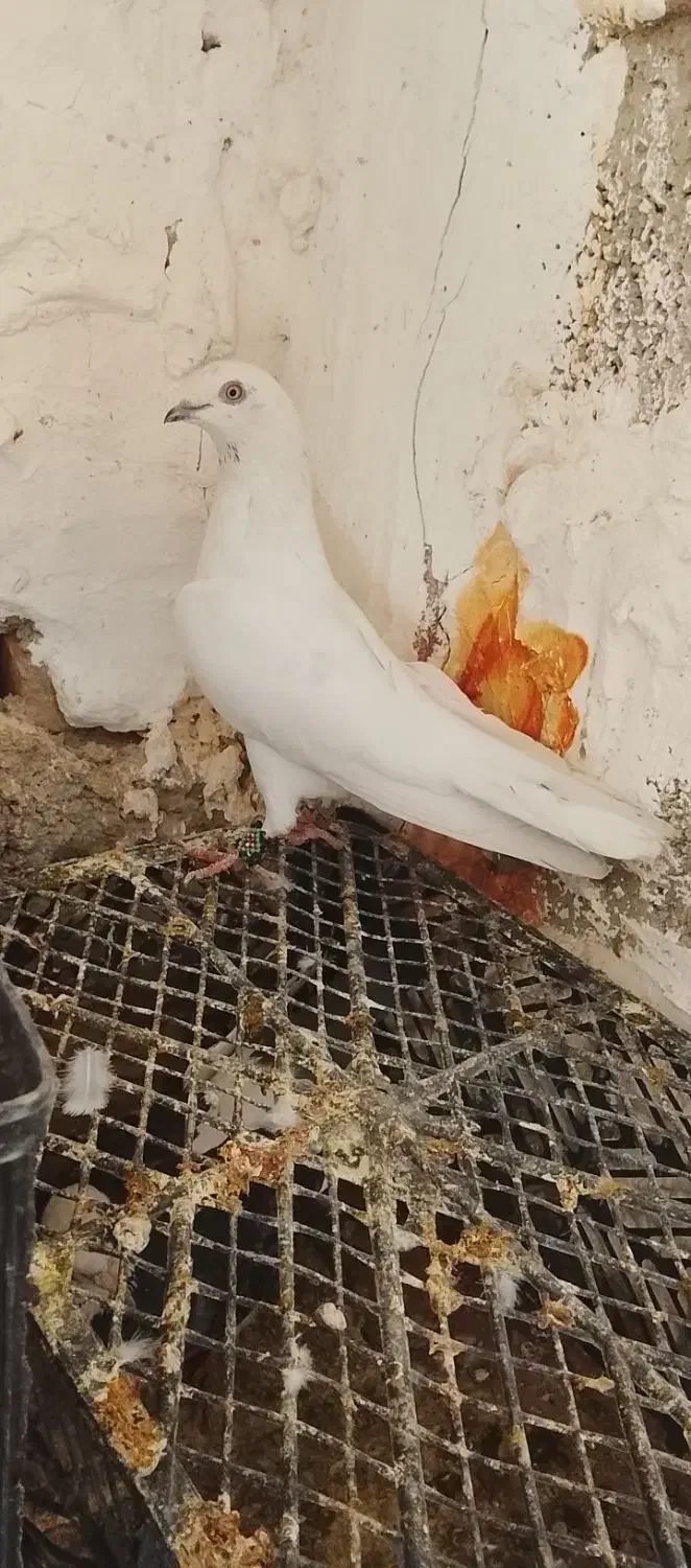 4عدد کفتر فروشی|پرنده|سراوان, |دیوار