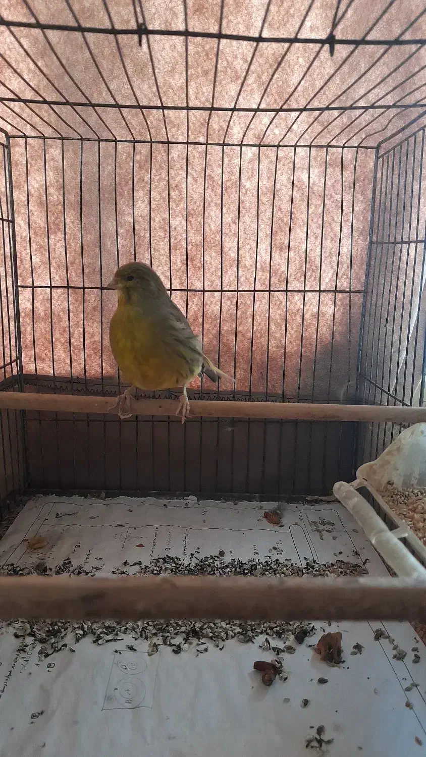 ۲ تا قناری نر بخون و سررحال|پرنده|ساری, |دیوار