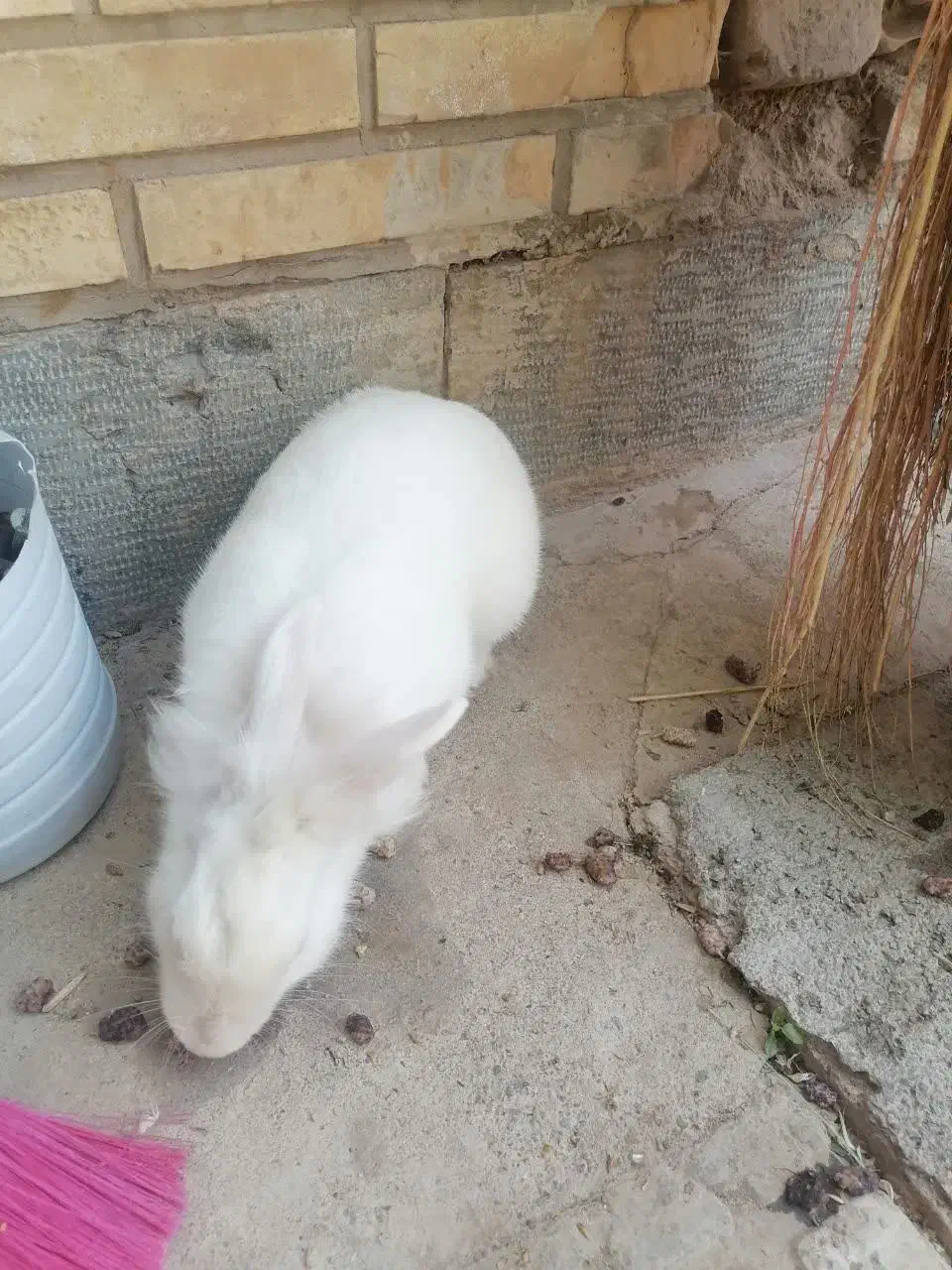 خرگوش|موش و خرگوش|شهرضا, |دیوار