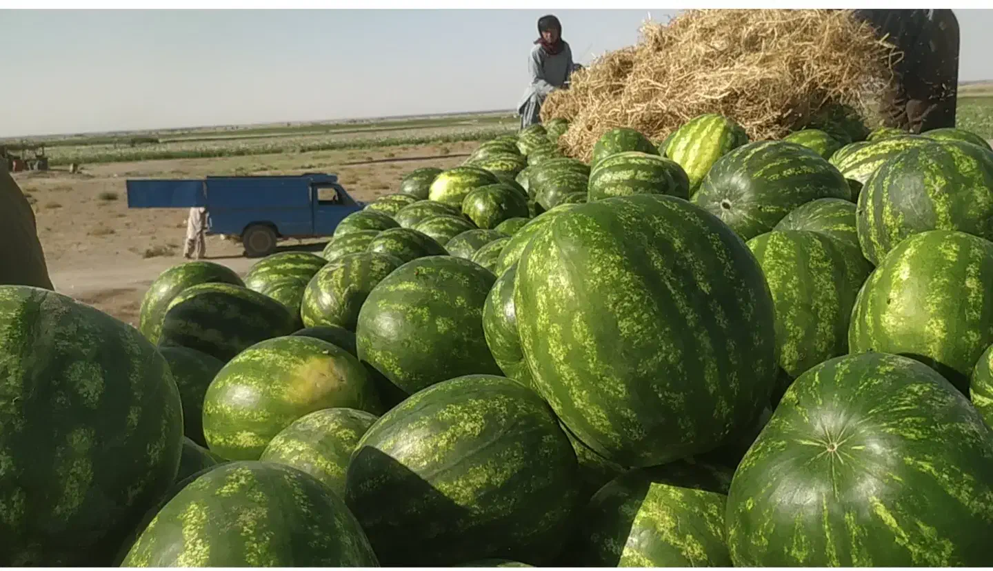 به تعدادی کارگر اتباع افغانی جهت کار شریکی کشاورزی|استخدام صنعتی، فنی، مهندسی|ایرانشهر, |دیوار