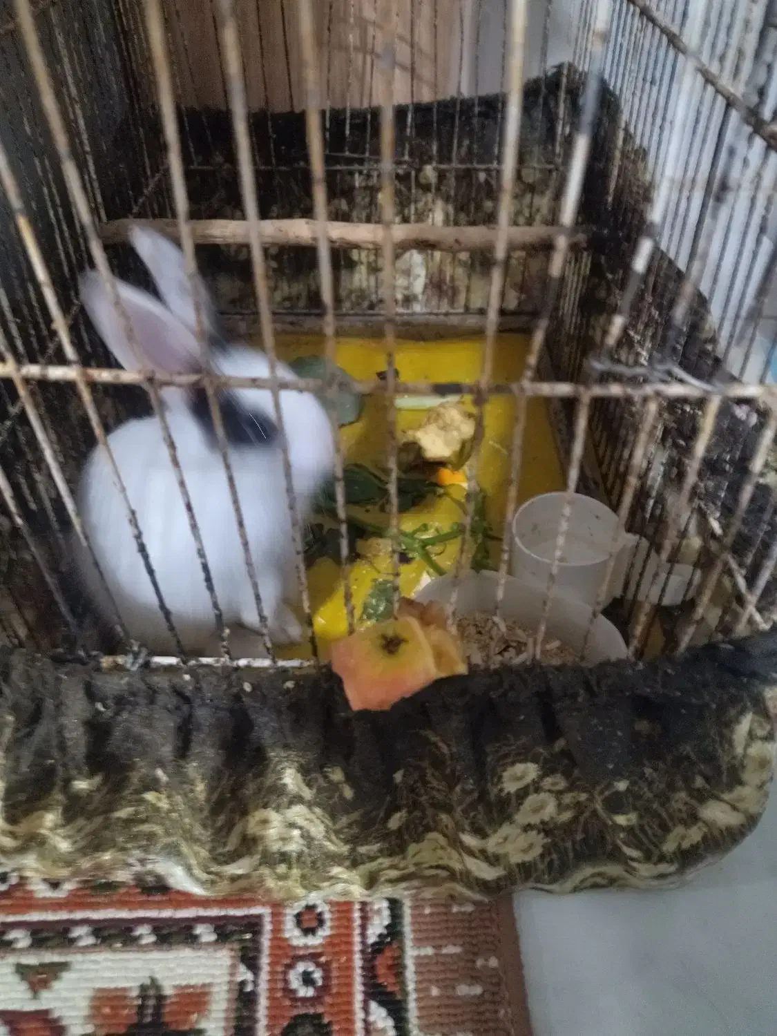 خرگوش باقفسش|موش و خرگوش|سبزوار, شهرک جهاد|دیوار