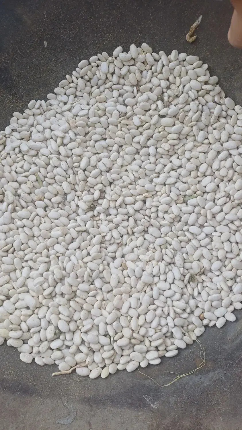 فروش لوبیا سفید اعلا|خوردنی و آشامیدنی|چادگان, |دیوار