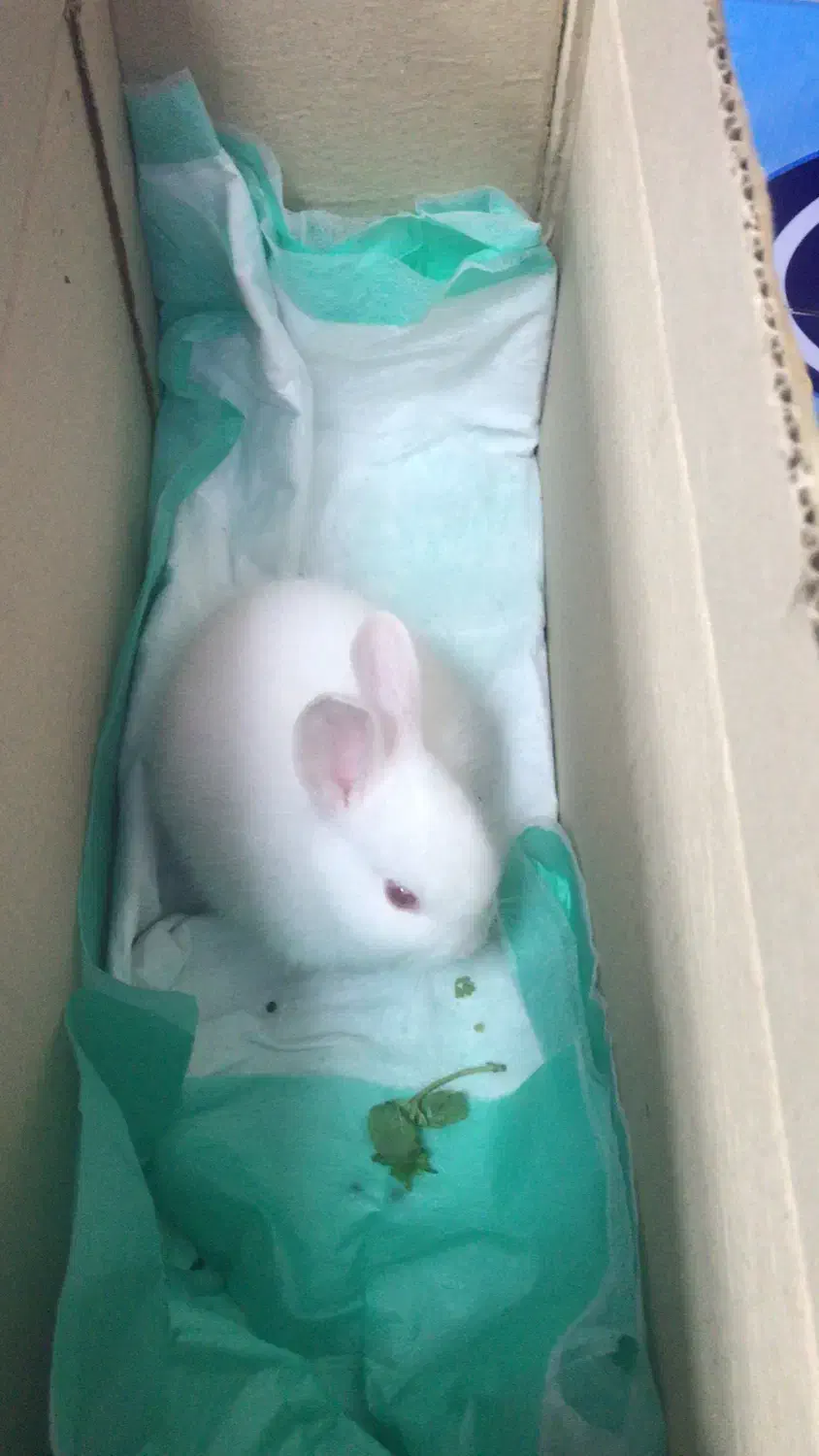 خرگوش|موش و خرگوش|رشت, دیلمان|دیوار