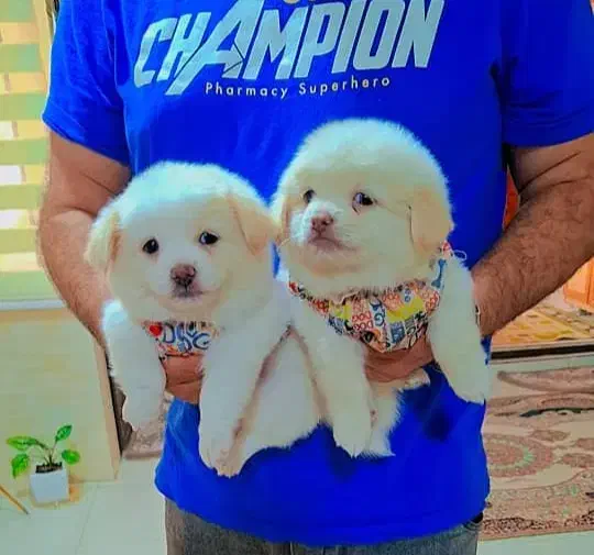 پامر خرسی عروسکی|سگ|رشت, دیانتی|دیوار