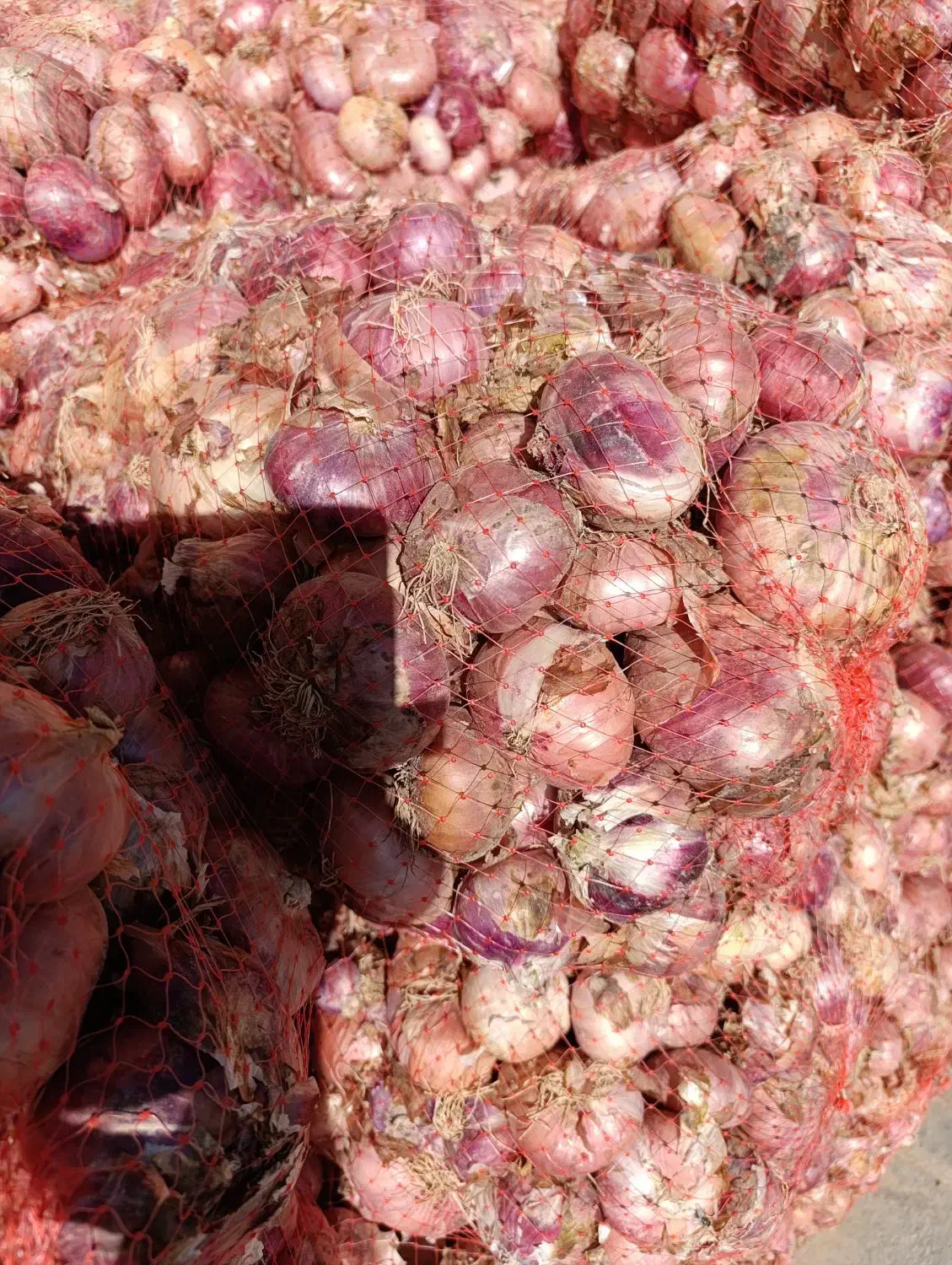 فروش پیاز محلی|عمدهفروشی|قیدار, |دیوار