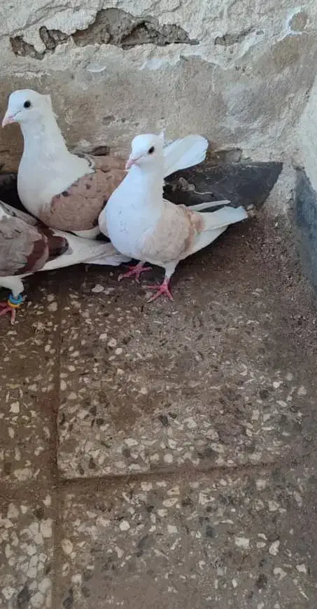 کبوتر دوکت|پرنده|شادگان, |دیوار