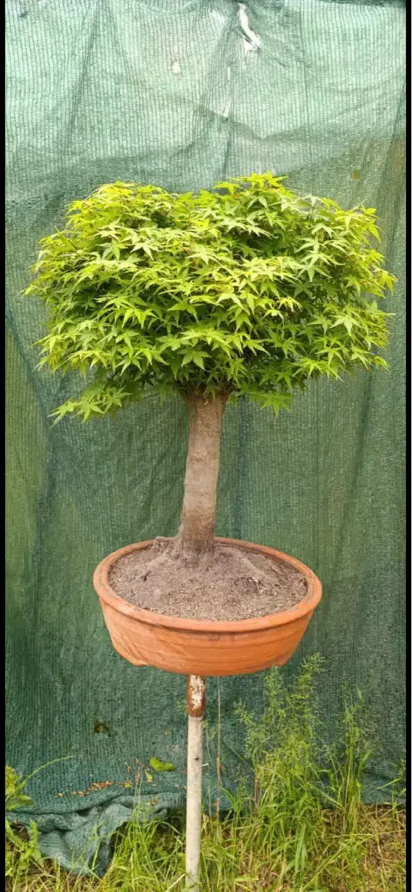 بنسای افرا|گل و گیاه طبیعی|تهران, استاد معین|دیوار