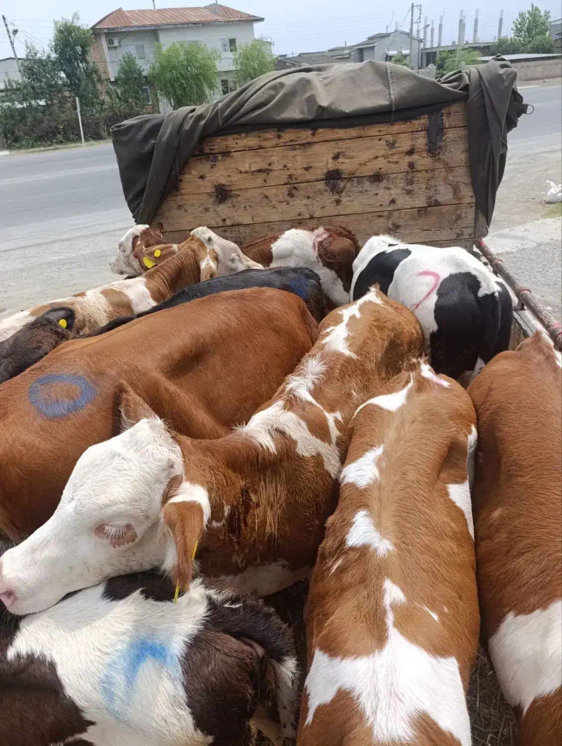 سیمینتال هلشتاین درجه یک|حیوانات مزرعه|بندر ترکمن, |دیوار