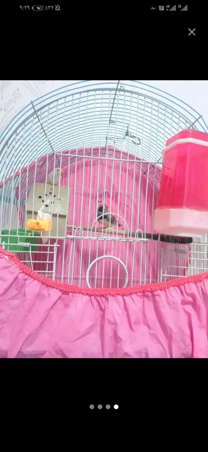 یه جفت فنج نروماده باقفس ولوازم 600|پرنده|خرم‌آباد, |دیوار