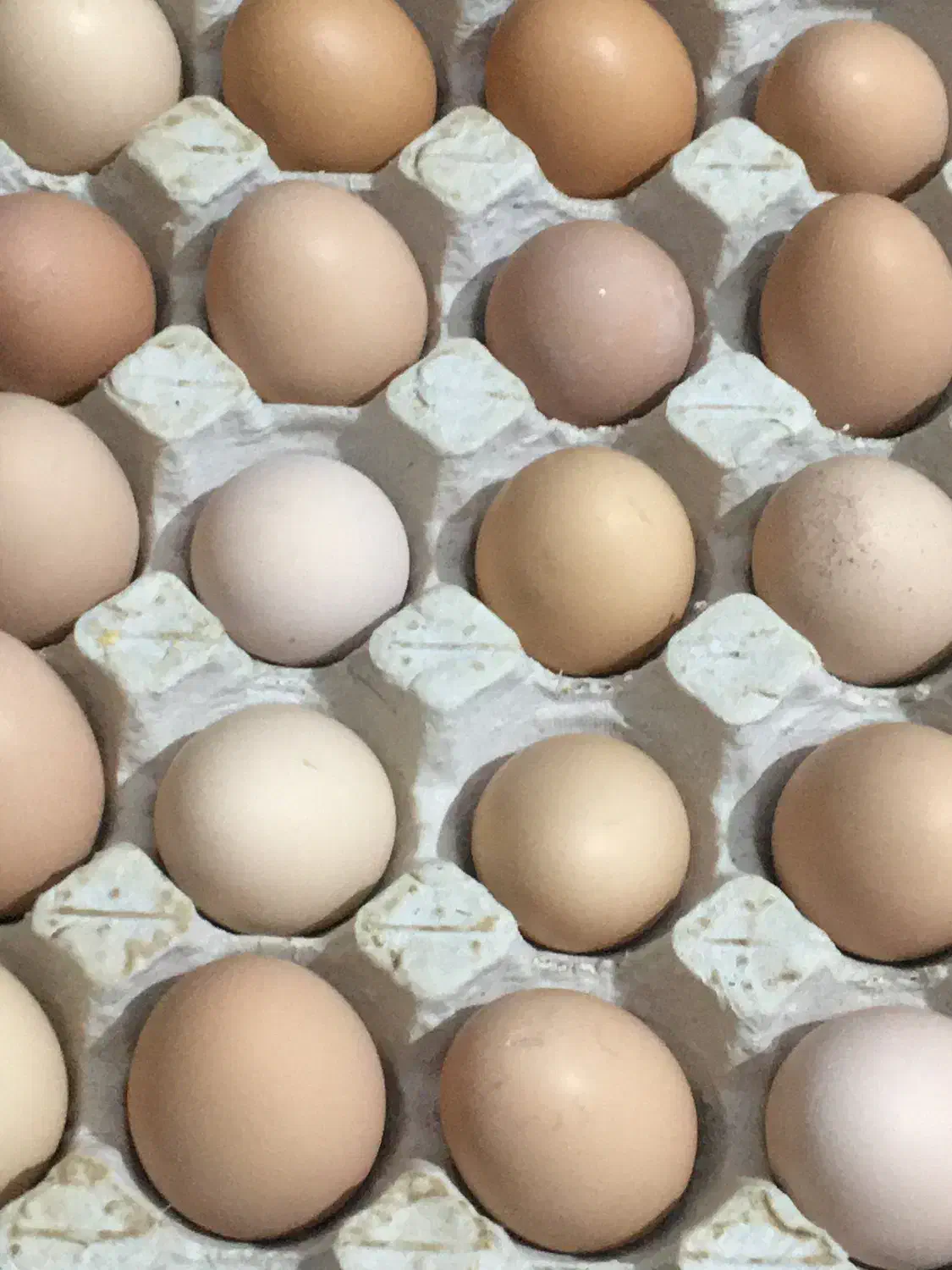 تخم مرغ رسمی گلپایگان|خوردنی و آشامیدنی|فردیس, فردیس|دیوار