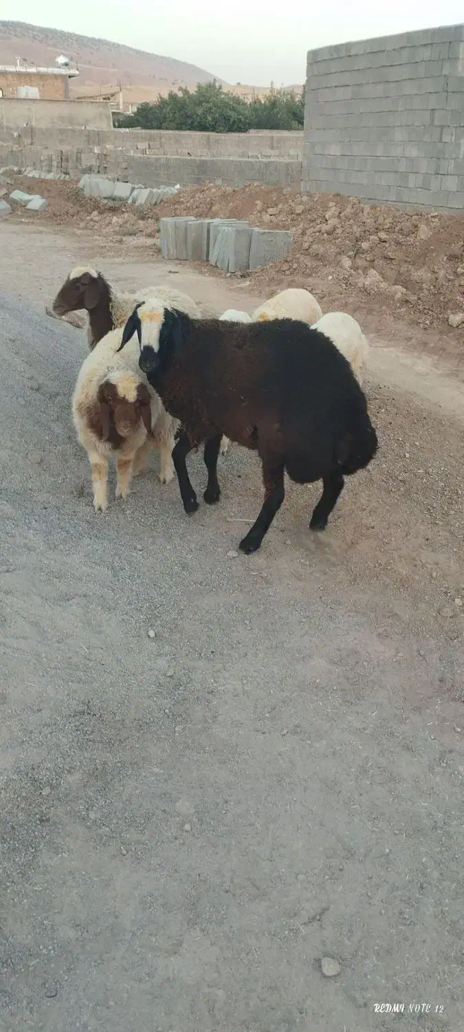 بره قوچ|حیوانات مزرعه|سیروان, |دیوار