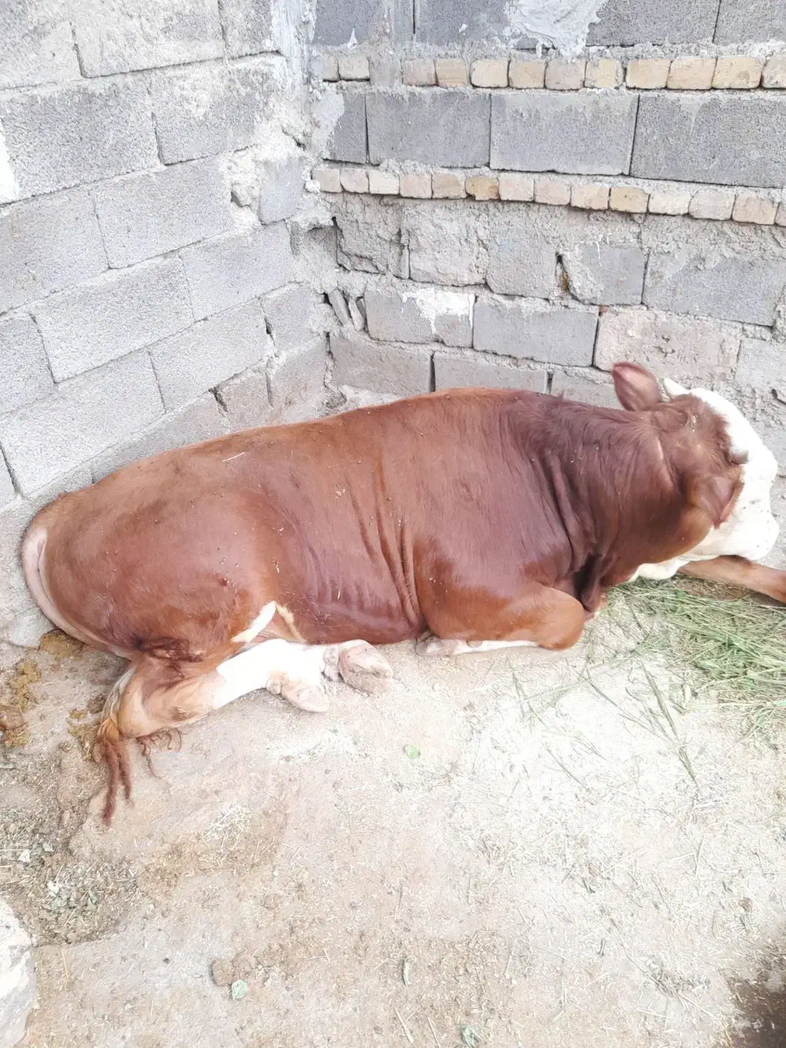 افتاده کسل حال گاو|حیوانات مزرعه|دلبران, |دیوار