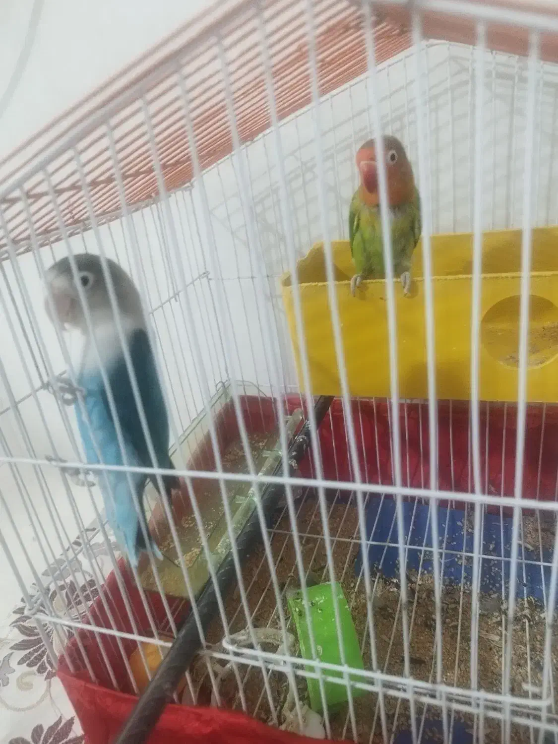 طوطی برزیلی|پرنده|جلفا, |دیوار