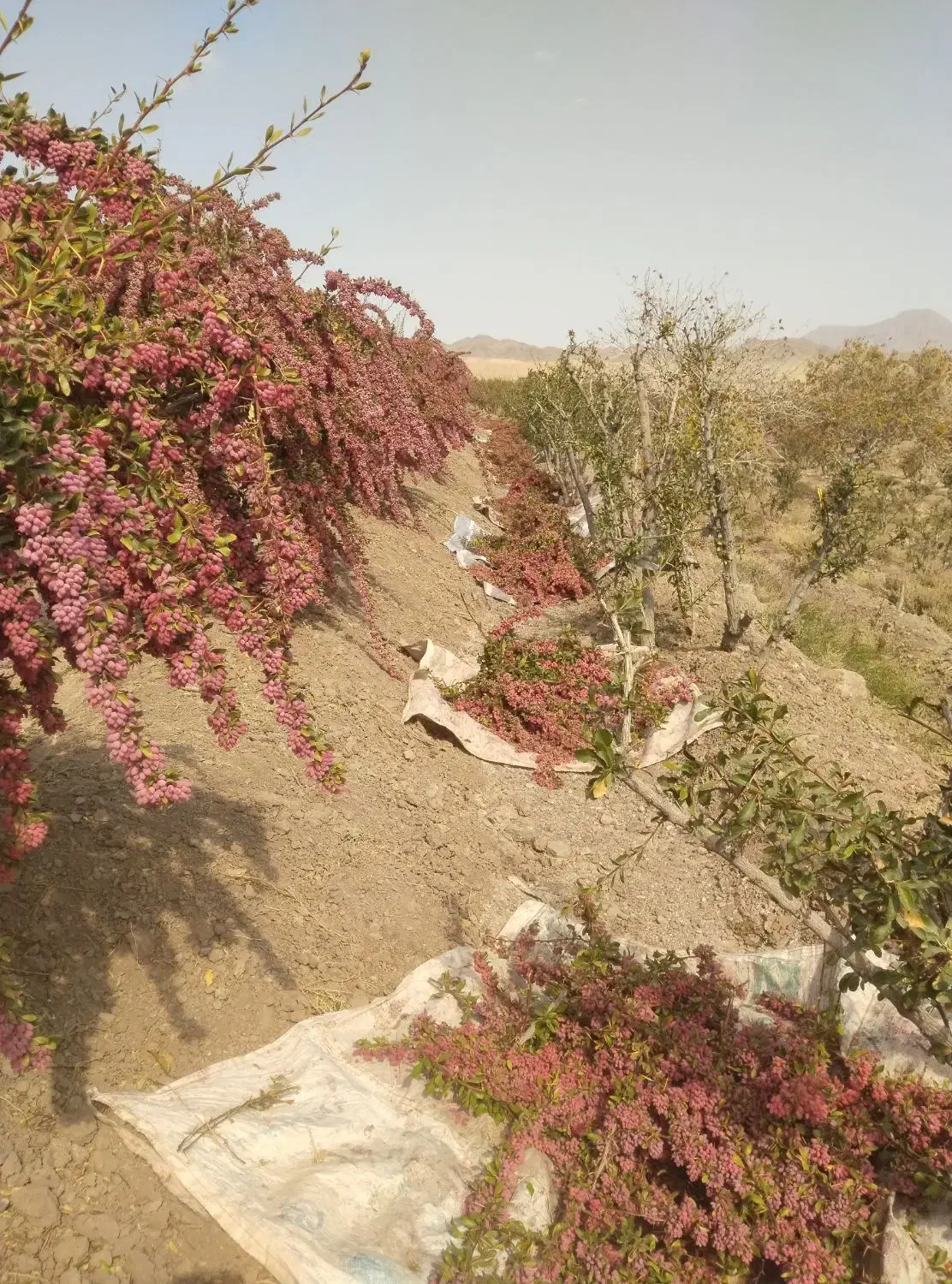 زرشک شاخه|خوردنی و آشامیدنی|اصفهان, ارغوانیه|دیوار