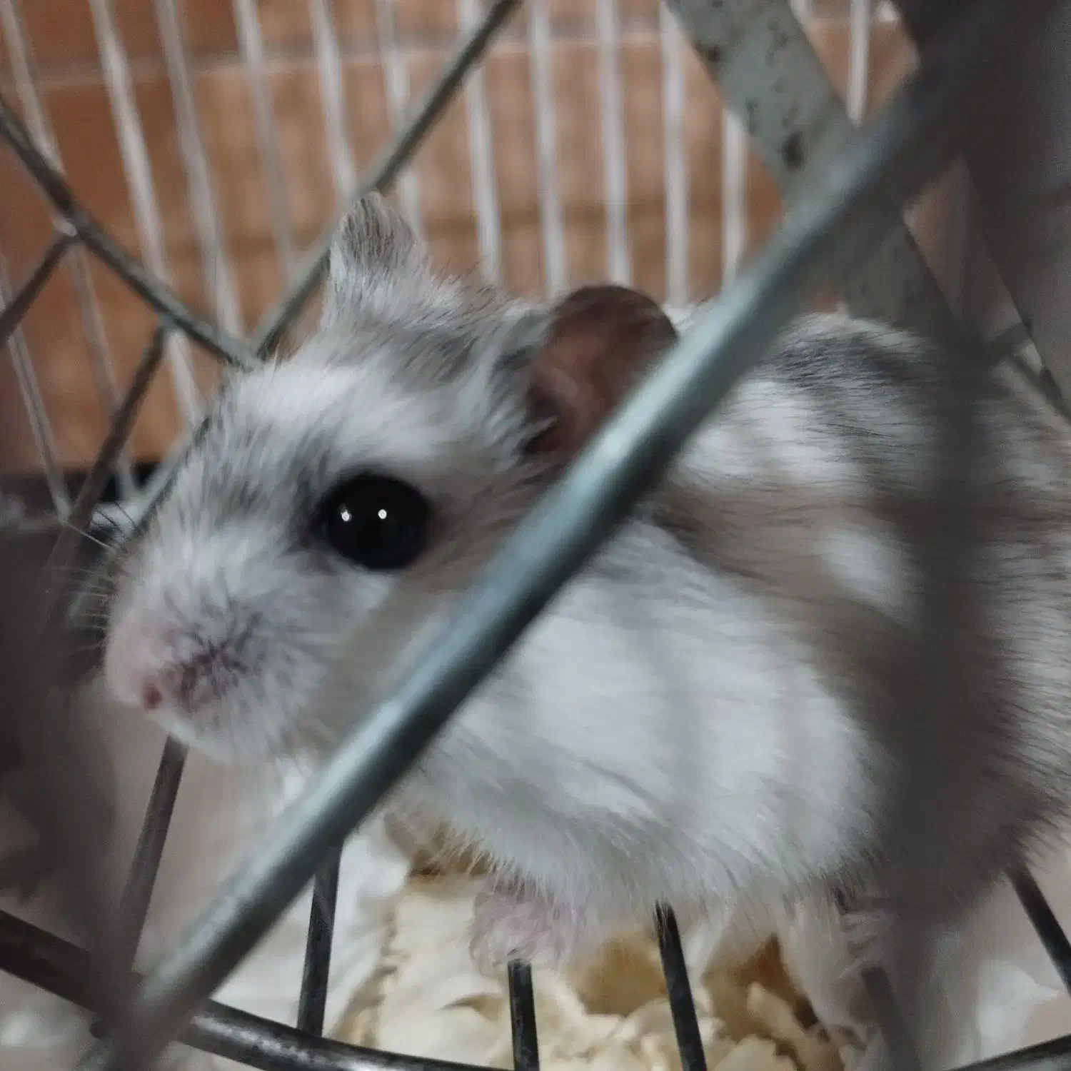 همستر کمپل شیطون و بامزه|موش و خرگوش|تهران, افسریه شمالی|دیوار