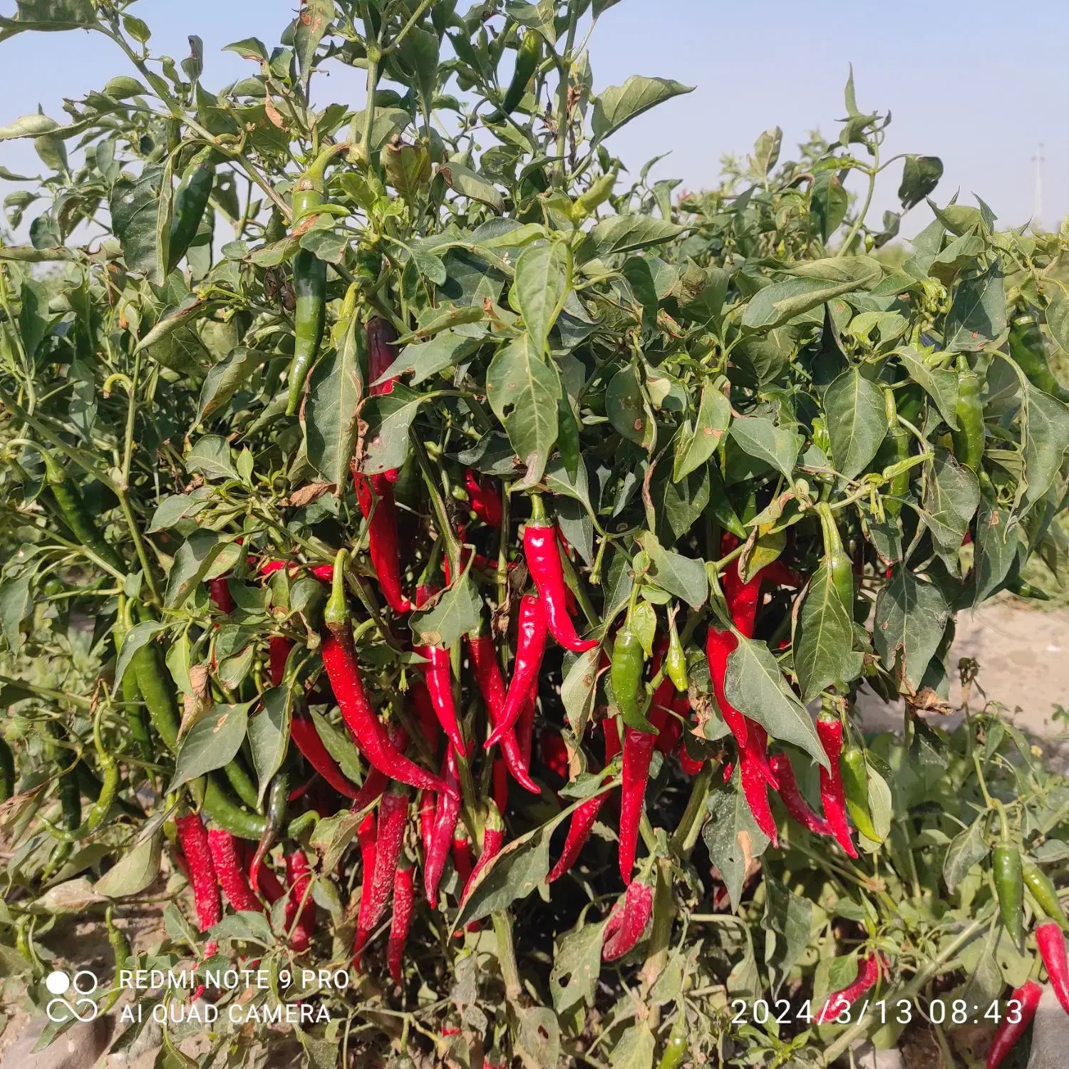 اجاره زمین کشاورزی|اجارهٔ دفتر صنعتی، کشاورزی، تجاری|توکهور, |دیوار