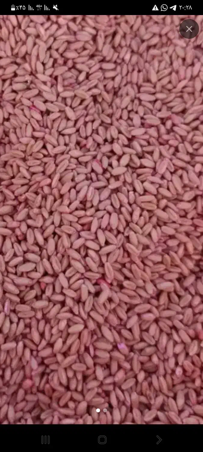 بذر گندم|خدمات باغبانی و درختکاری|روانسر, |دیوار