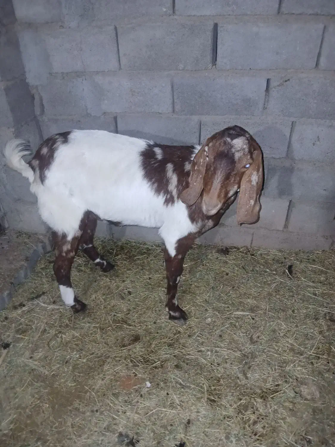 بزدوقلو زا|حیوانات مزرعه|گنبکی, |دیوار