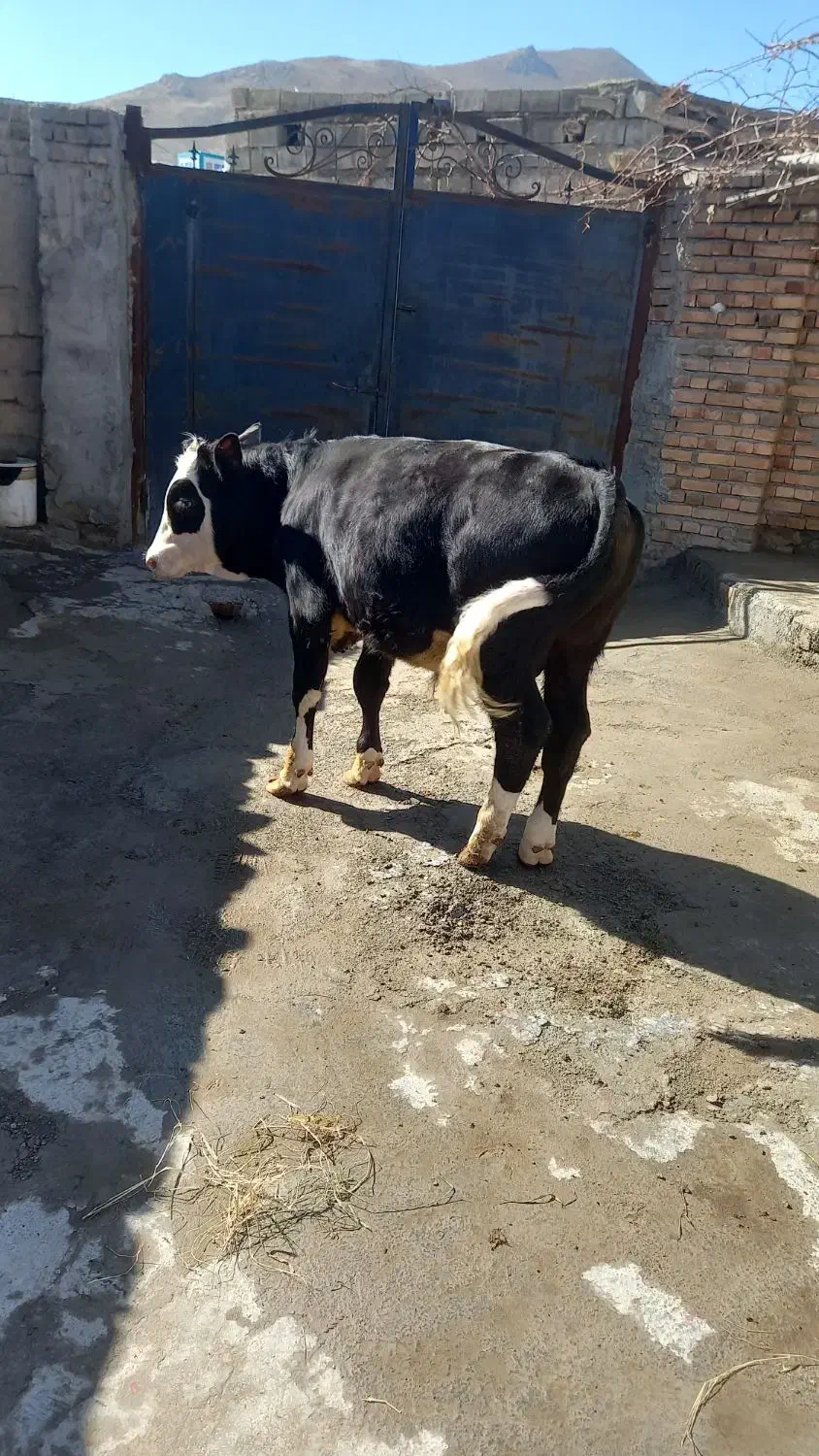 گوساله نر|حیوانات مزرعه|نوشین شهر, |دیوار