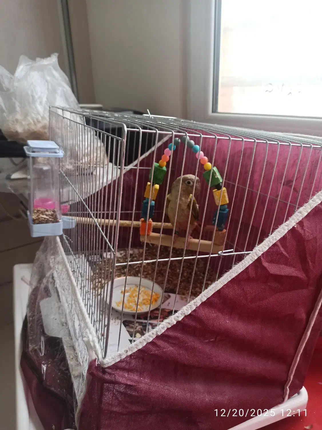 گرینچیک|پرنده|کرمان, |دیوار