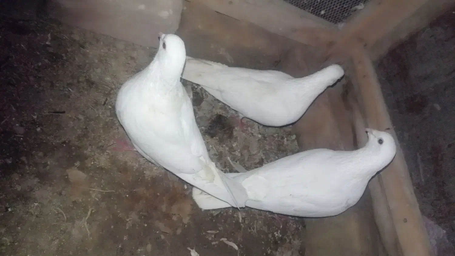 سفید آلمانی|پرنده|سراوان, |دیوار