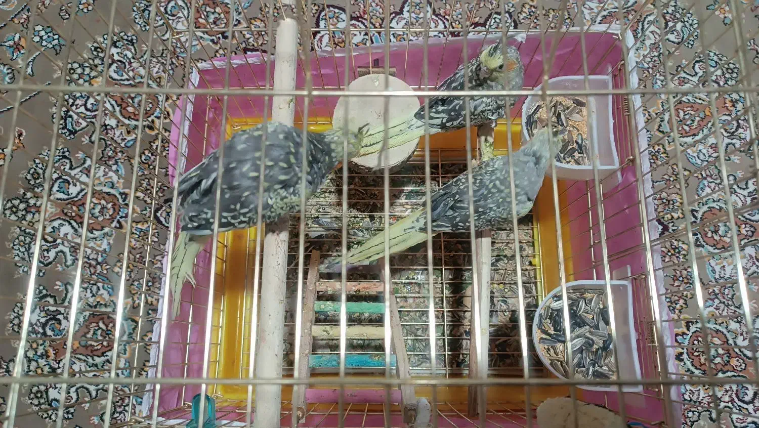 عروس هلندی 2ماهه|پرنده|بانه, |دیوار