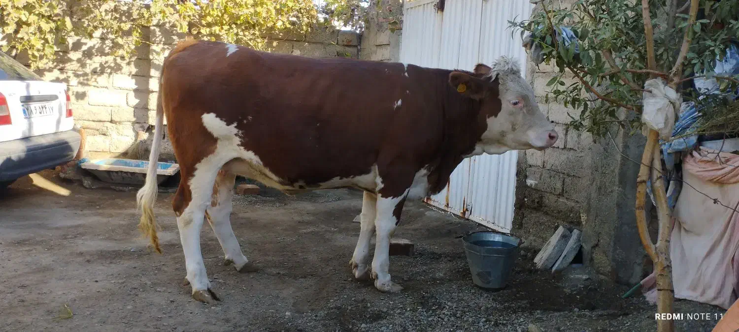 گاو شیری جوان|حیوانات مزرعه|انزل, |دیوار