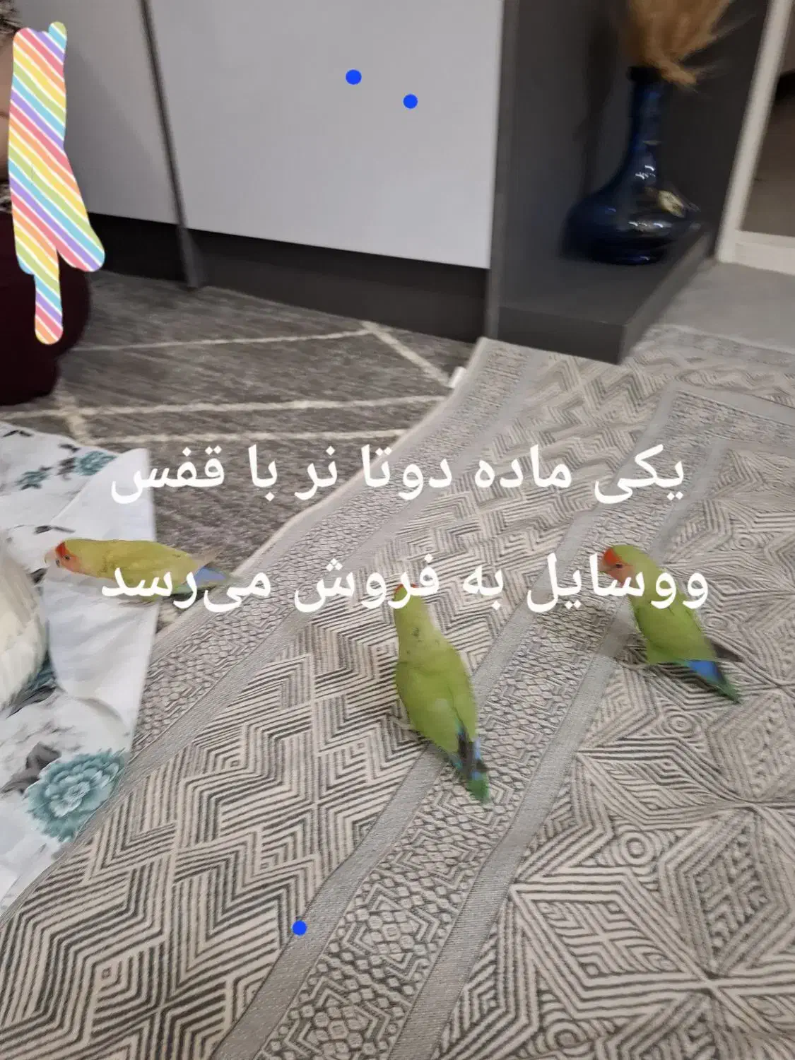 سه عدد طوطی برزیلی نروماده دستباز|پرنده|سنندج, |دیوار