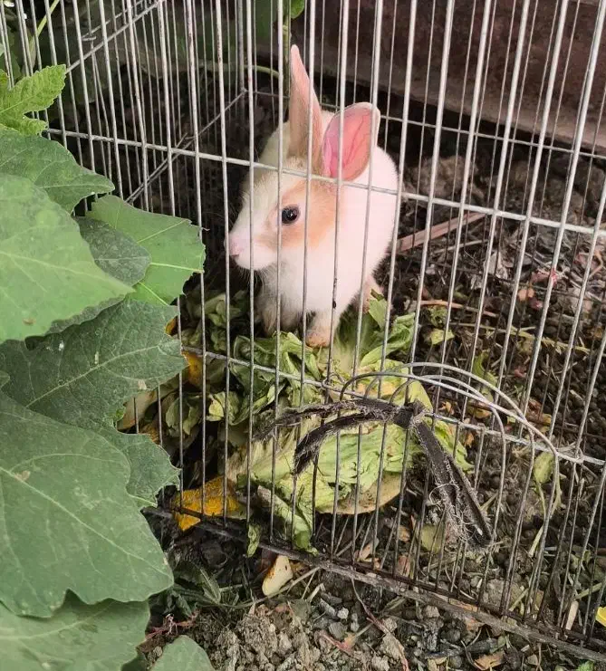 خرگوش کاملا دستی|موش و خرگوش|اصفهان, درب سیبه علیا|دیوار