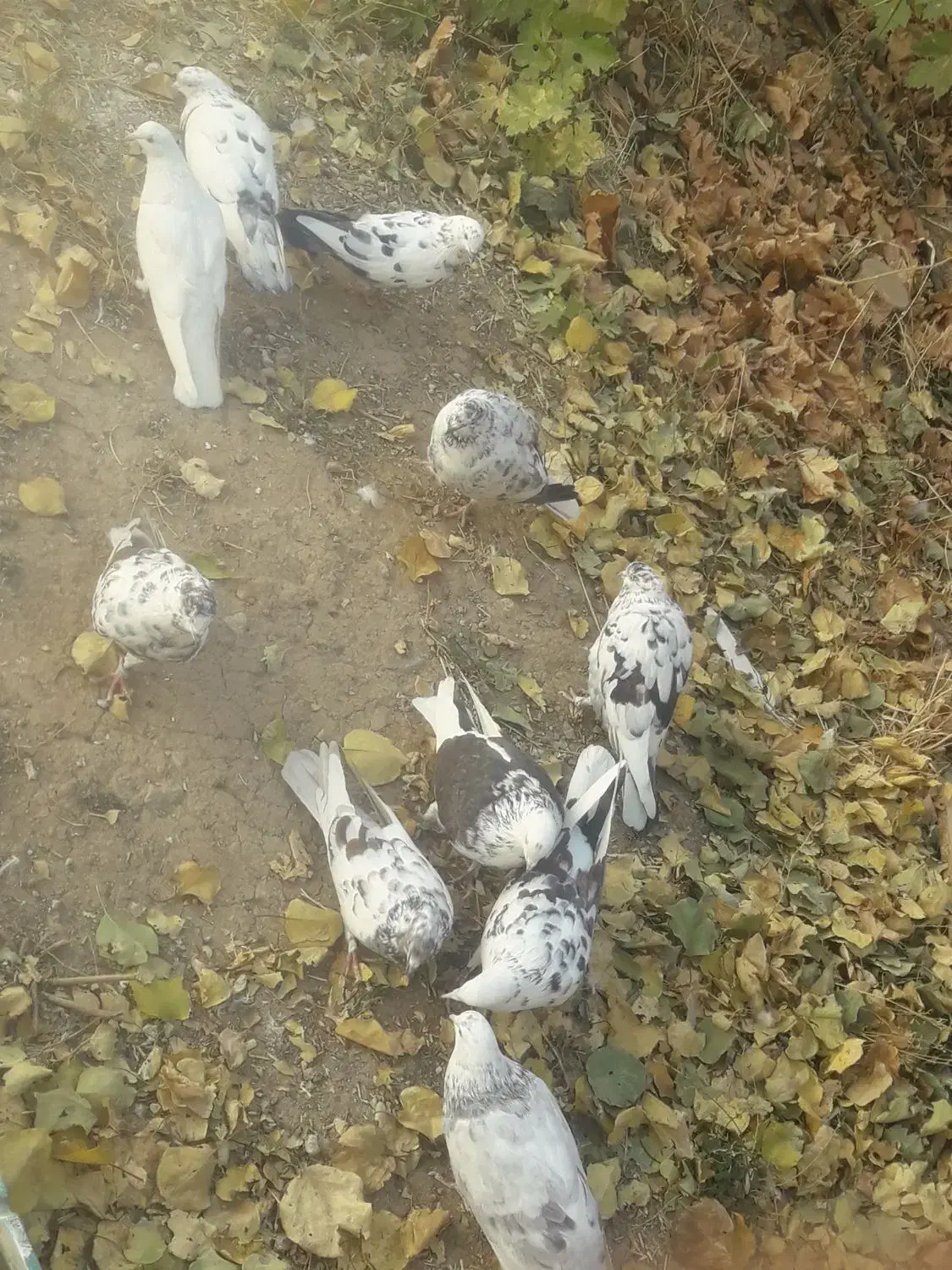 کبوتر|پرنده|باغ حلی, |دیوار