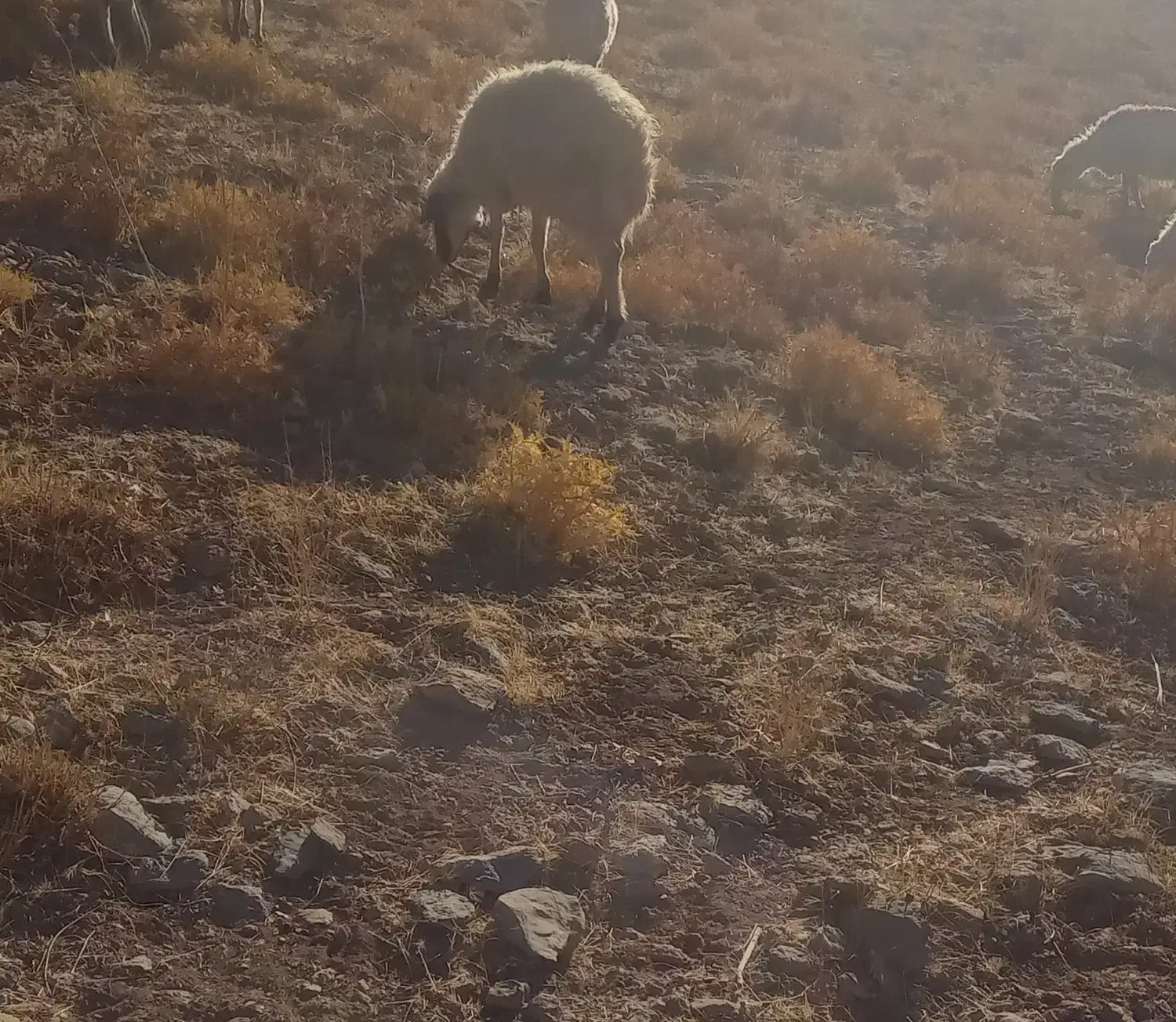 فروش ۷راس میش بومی|حیوانات مزرعه|فریدونشهر, |دیوار