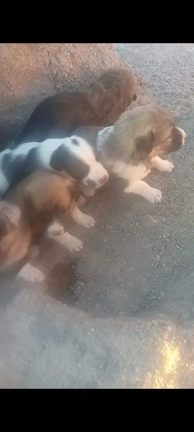 توله سگ سرو کله دار|سگ|بیرجند, |دیوار