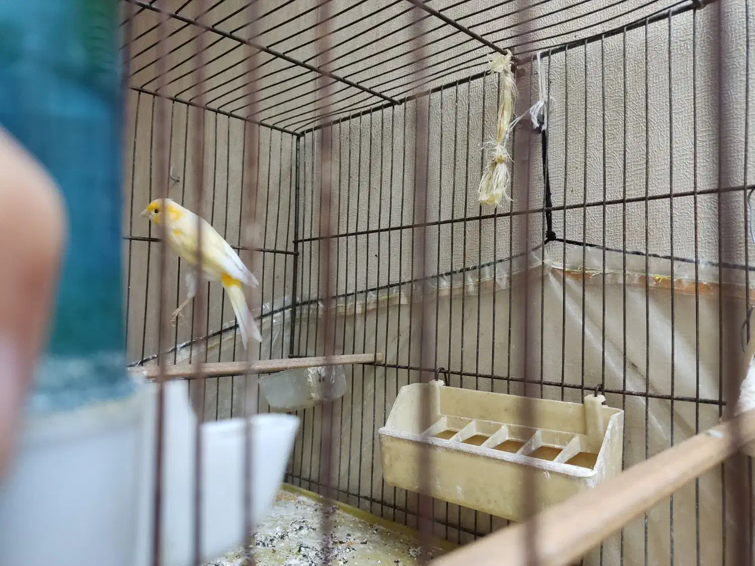 قناری|پرنده|بهارستان, |دیوار