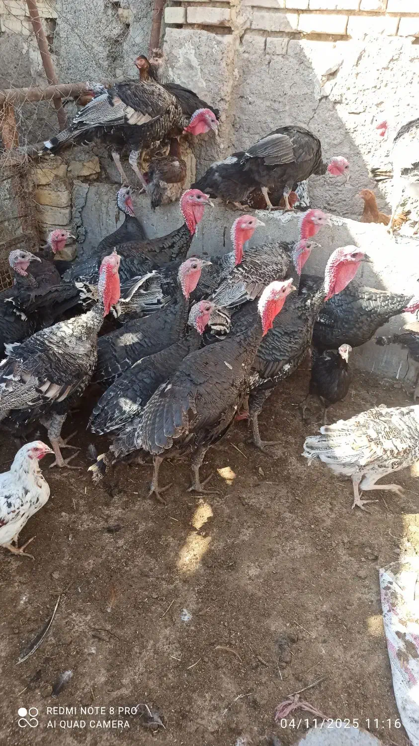 بوقلمون محلی|حیوانات مزرعه|مرودشت, مجد آباد|دیوار