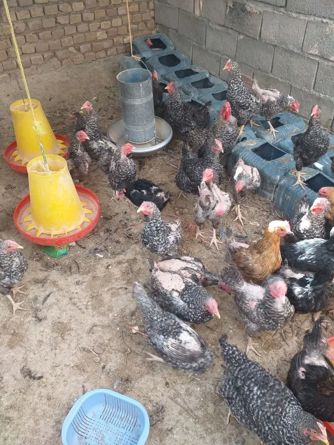 مرغ گل باقالی چهل تاج|حیوانات مزرعه|باشتین, |دیوار