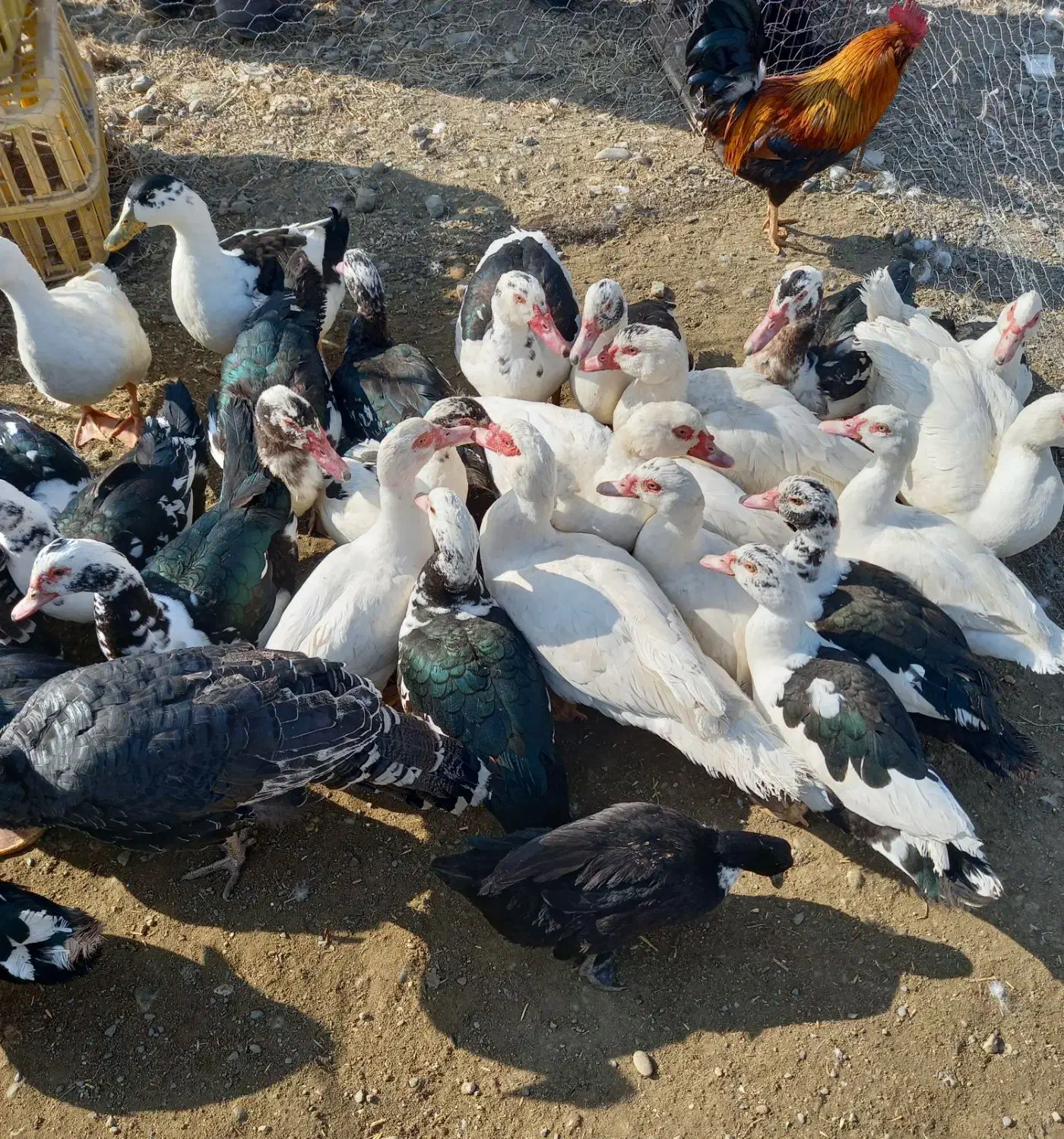 فروش اردک رشت|حیوانات مزرعه|نقده, |دیوار