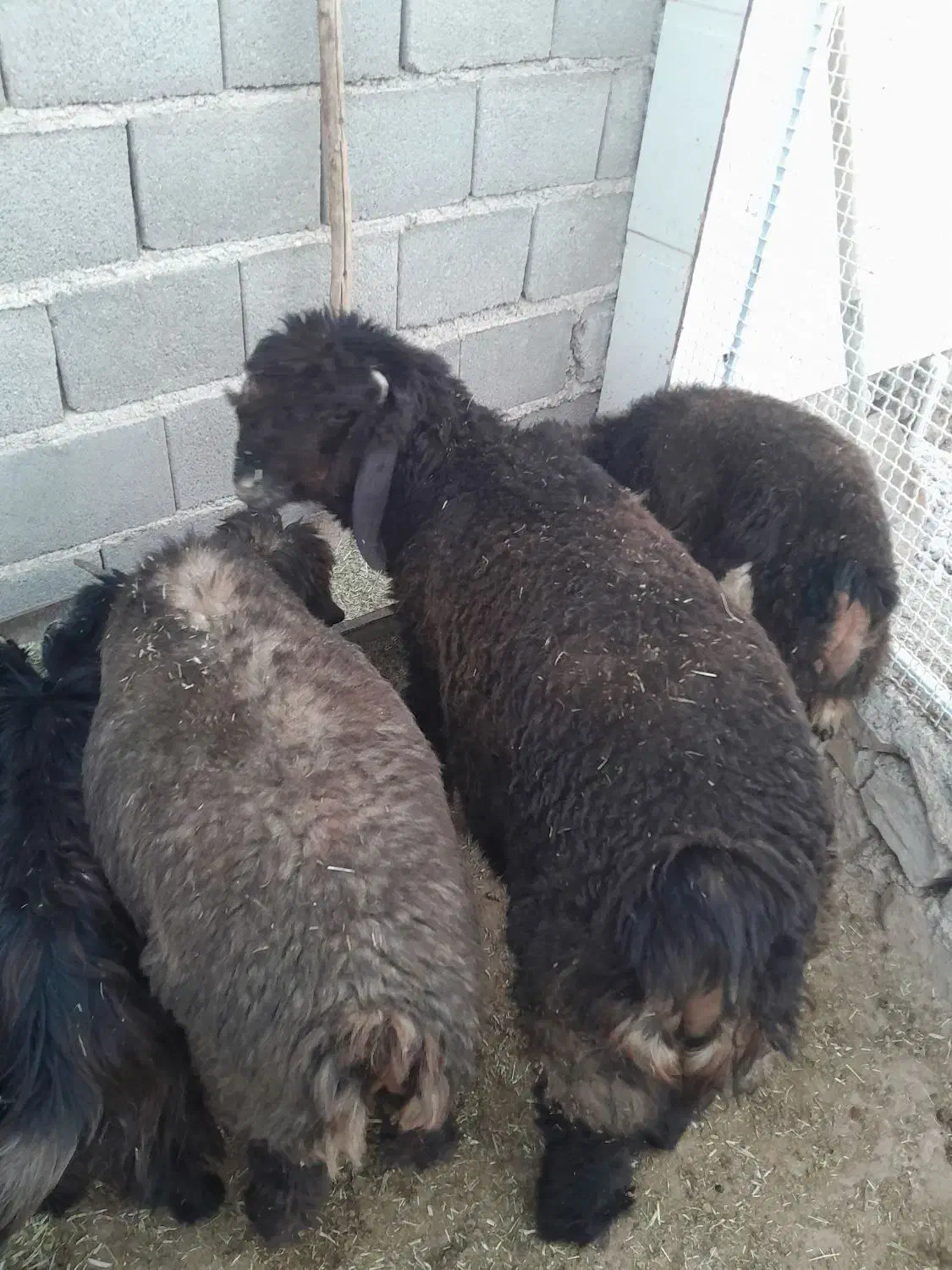 دوراس بره قوچی چهار ماهه|حیوانات مزرعه|دهدشت, |دیوار