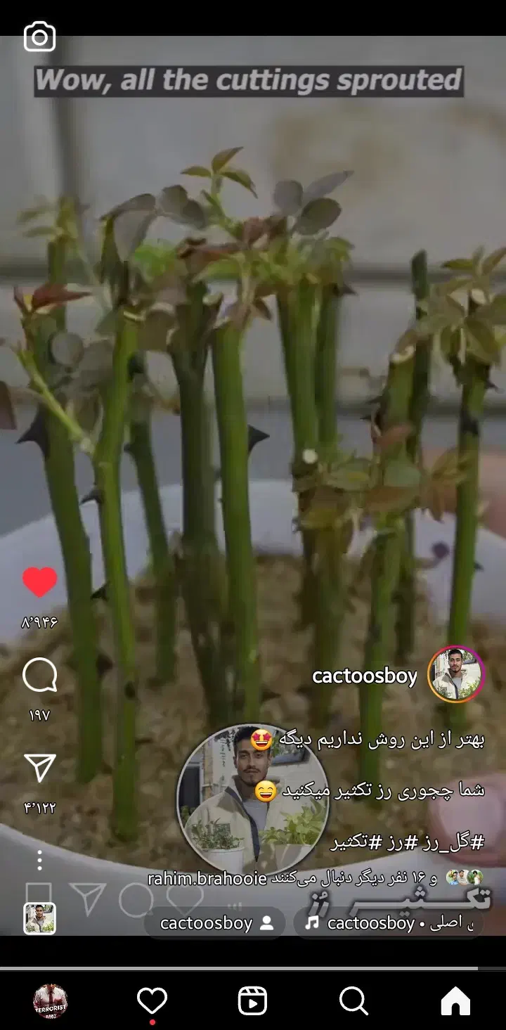 فروش نهال جام. توت. گل کاغذی|خدمات باغبانی و درختکاری|چابهار, |دیوار