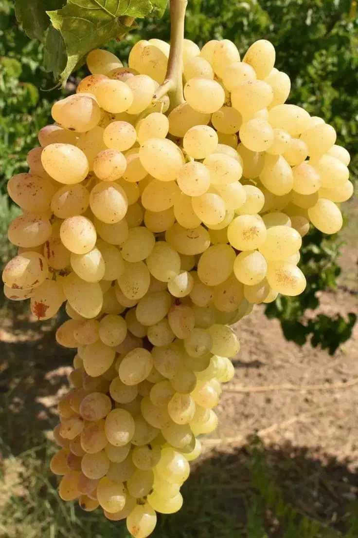 انواع نهال زودبازده و پربار میوه‌ و خشکبار|خدمات باغبانی و درختکاری|تکاب, |دیوار