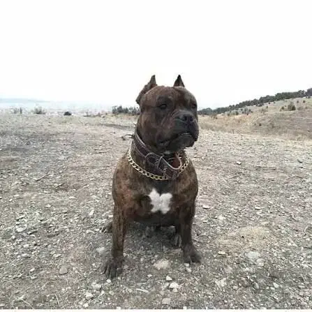 واگذاری پیتبول|سگ|مشهد, چهنو|دیوار