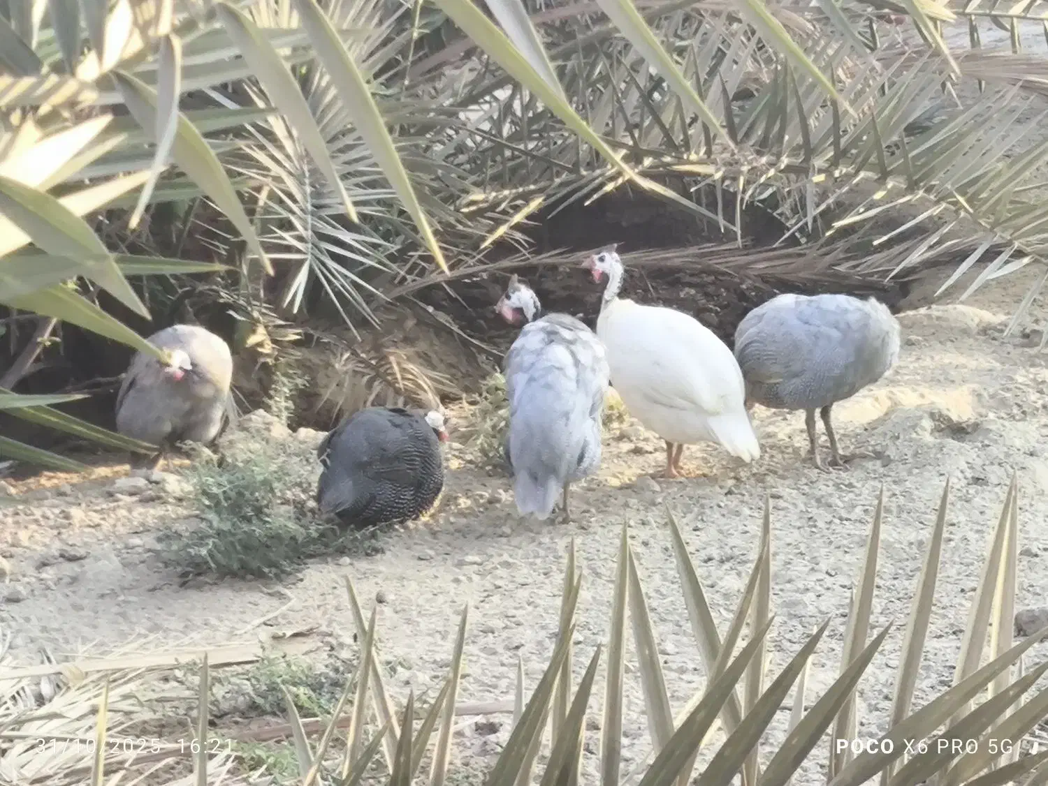 بوقلمون ،مرغ شاخدار|حیوانات مزرعه|برازجان, |دیوار