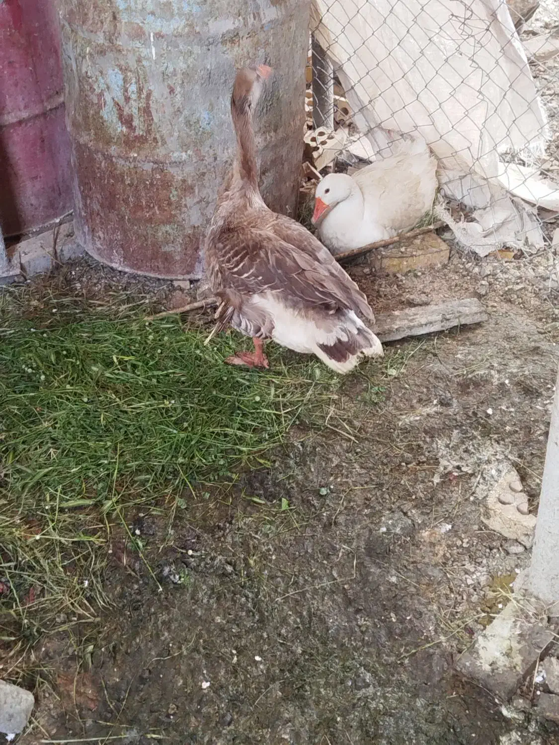 غاز|حیوانات مزرعه|آبدانان, |دیوار