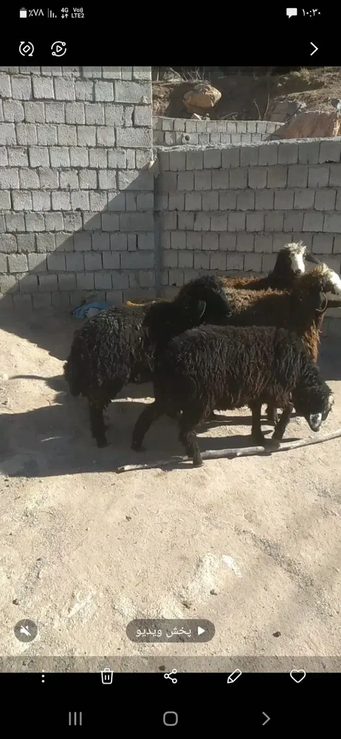 بره ماه|حیوانات مزرعه|محمدیار, |دیوار