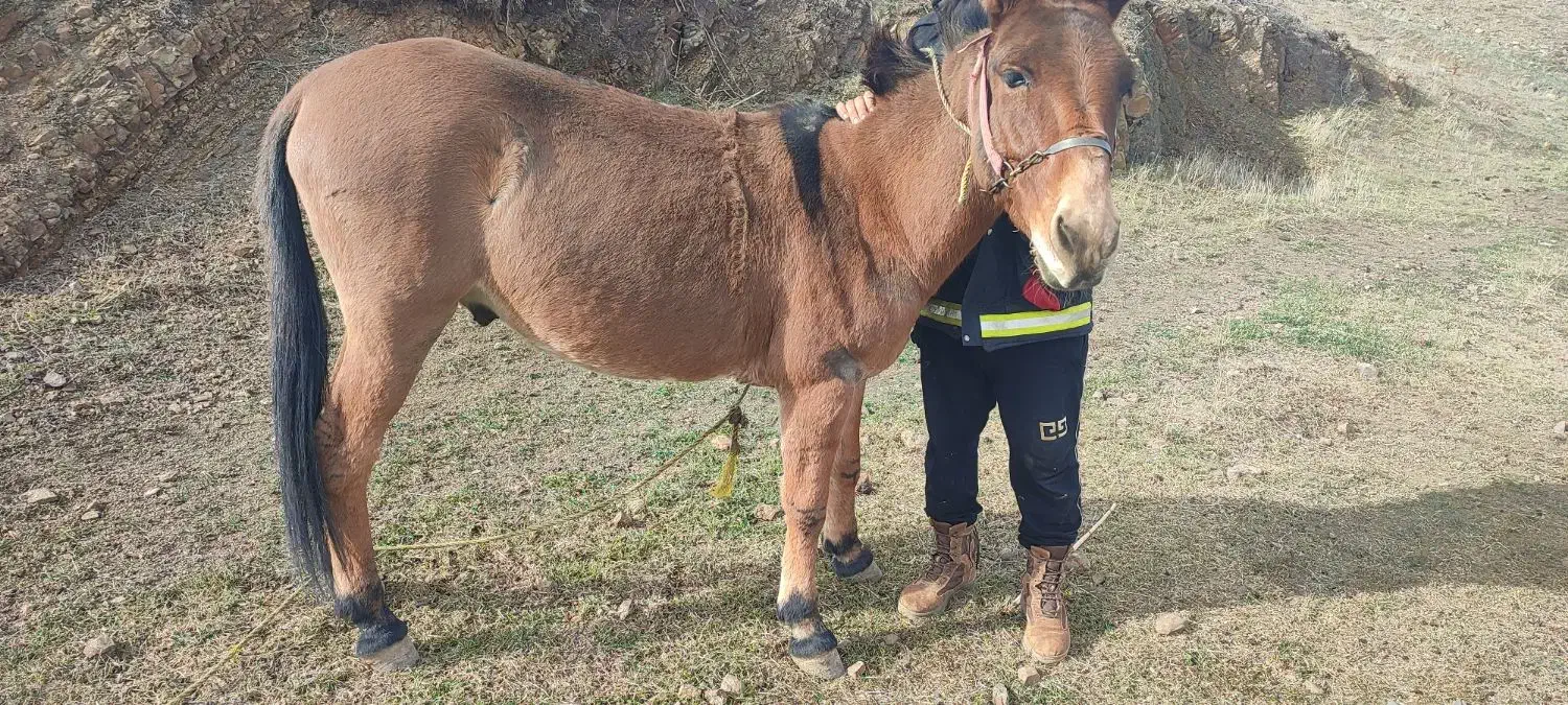 فروشی|حیوانات مزرعه|کلیبر, |دیوار