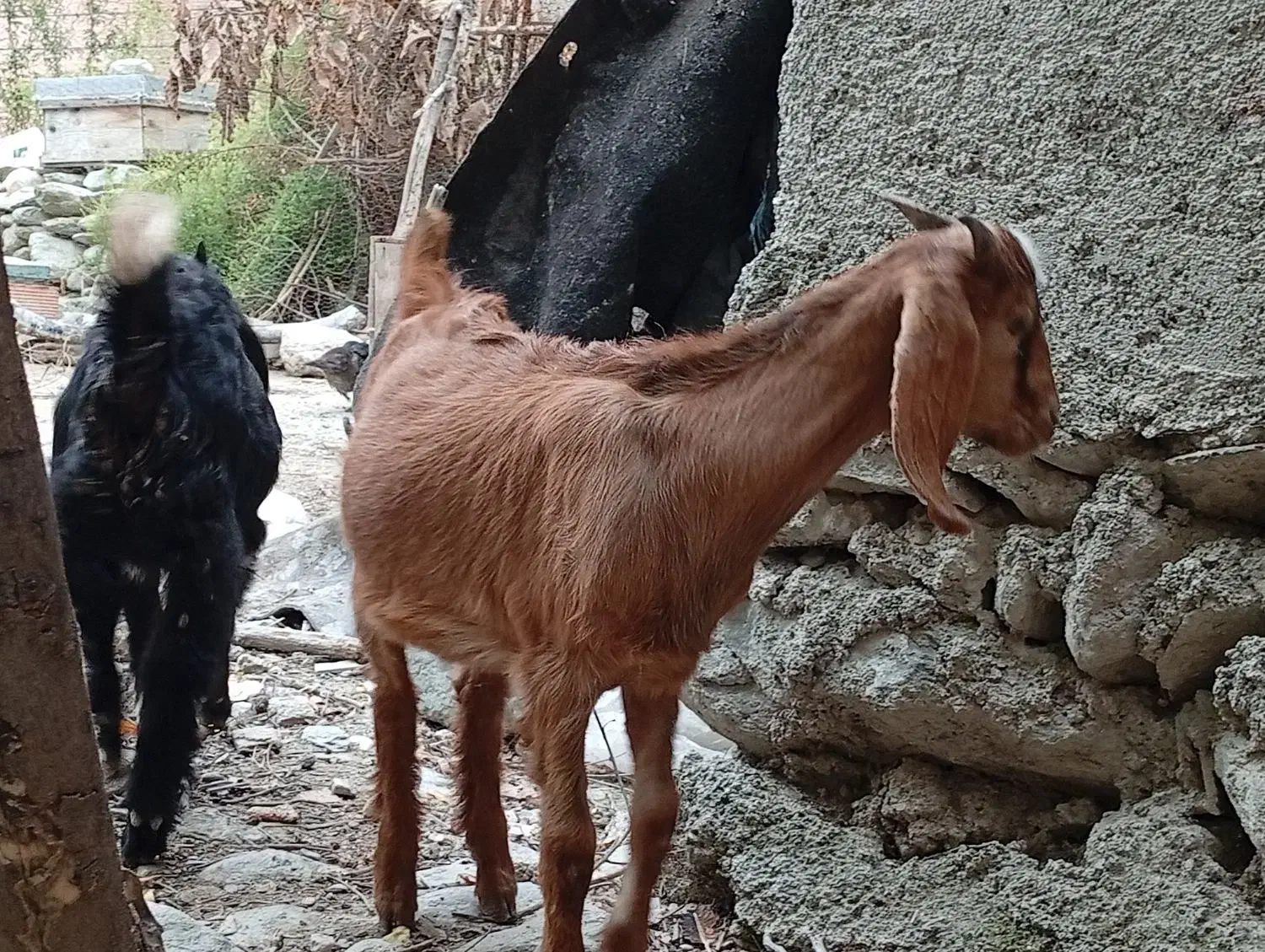 بز‌غاله|حیوانات مزرعه|بندر گز, |دیوار