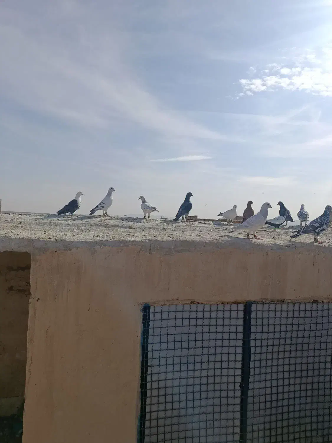 کفتر هوایی قلدور بوم خودم|پرنده|فرح دشت, |دیوار