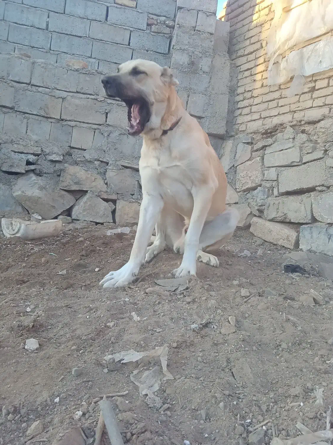 سراب سگی|سگ|ملکان, |دیوار