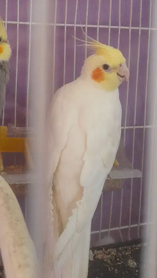 عروس هلندی گمشده|حیوانات|سبزوار, عظیمیان|دیوار